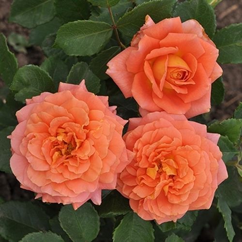 Shop - Rosa Orange™ - orange - teehybriden-edelrosen - diskret duftend - PhenoGeno Roses - -
